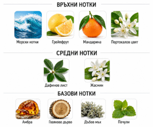 Нотки на парфюм Invictus Rabanne: морски нотки грейпфрут мандарина портокал дафинов лист жасмин амбра гваяк дъб пачули