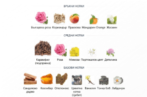 Ароматни нотки на Coco Eau de Toilette Chanel: българска роза, жасмин, мандарина, ванилия, тонка, кехлибар, детелина